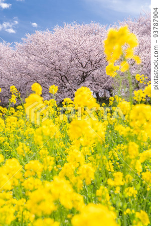 《埼玉縣》盛開的櫻花和油菜花・春天的權現堂 Tsutsumi 《埼玉縣》盛開的櫻花和油菜花・春天的權現堂 Tsutsumi 93787904