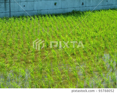 Windy morning Ueda and block wall Windy morning Ueda and block wall 93788052