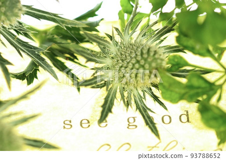 Jagged, thorny, stylish and cute Eryngium flower 93788652
