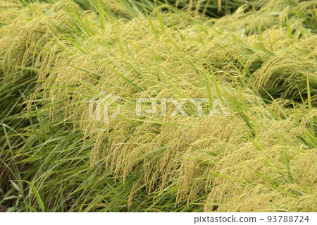 Golden ears of rice 93788724