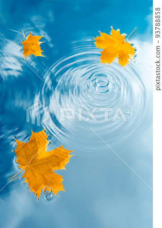 Water background with raindrops and autumn maple leaves on puddle 93788858