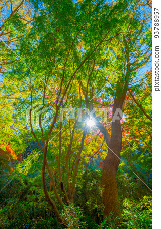 鎌倉天念徒步路線石舞的紅葉 93788957