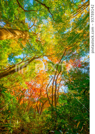 Autumn leaves of Kamakura Tenen Hiking Course Shishimai Autumn leaves of Kamakura Tenen Hiking Course Shishimai 93789142