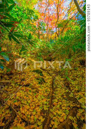 鎌倉天念徒步路線石舞的紅葉 鎌倉天念徒步路線石舞的紅葉 93789143