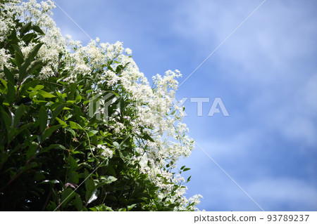 Senginsou（隱士草） 93789237