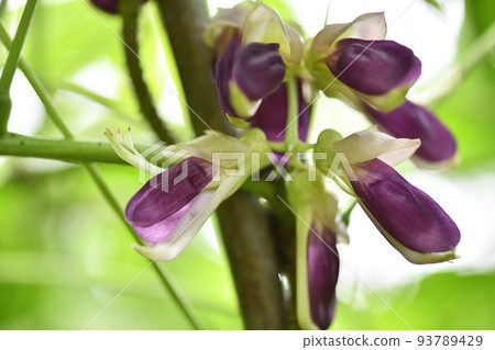 M豆花 M豆花 93789429