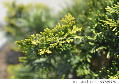Dwarf golden Hinoki cypress Dwarf golden Hinoki cypress 93789570