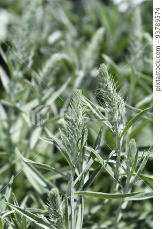 Silver speedwell 93789574