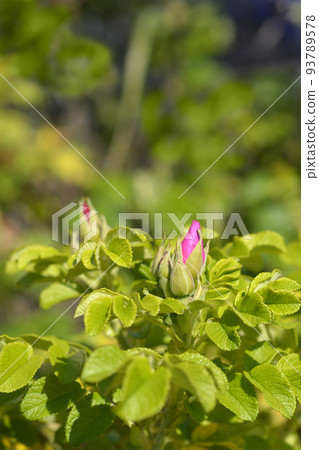 Rugosa rose 93789578