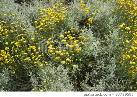 Cypress lavender cotton 93789595