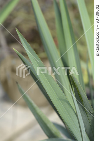 Blue flax lily Blue flax lily 93789602