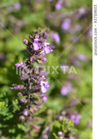 Common germander Common germander 93789603
