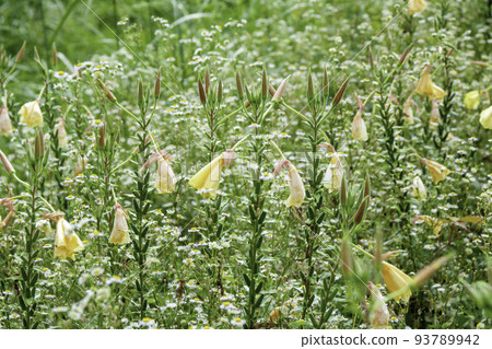 Evening primrose and fleabane meadow 93789942