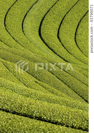 A tea plantation of the east heron 93790071