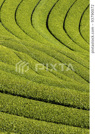 A tea plantation of the east heron 93790072