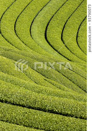 A tea plantation of the east heron 93790073
