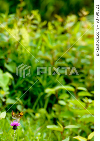 Flower and butterfly 93790321