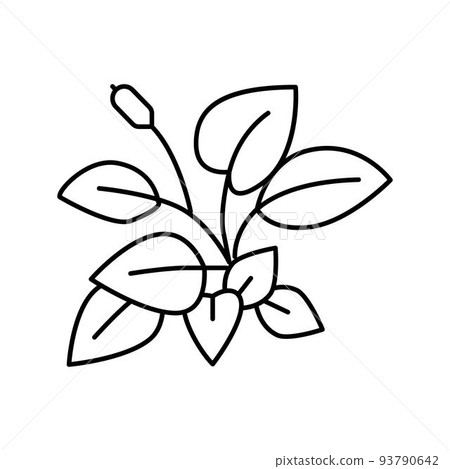 anubia nana line icon vector illustration 93790642