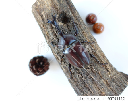 Beetle summer vacation child 93791112