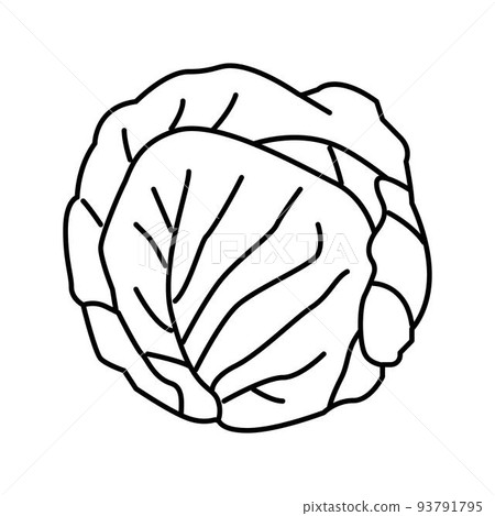 green cabbage line icon vector illustration green cabbage line icon vector illustration 93791795