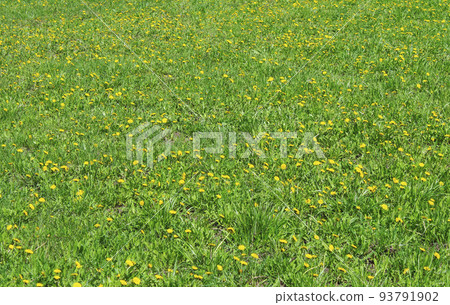 Lawn with dandelions 93791902