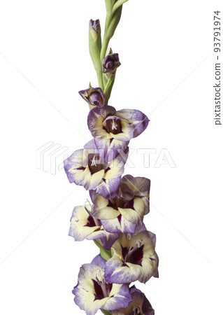 Purple yellow gladiolus Purple yellow gladiolus 93791974