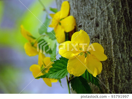 Yellow flower Yellow flower 93791997