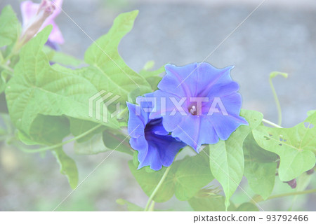 藍色牽牛花 藍色牽牛花 93792466