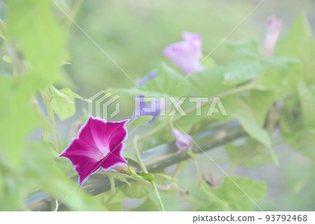 紅色牽牛花 紅色牽牛花 93792468
