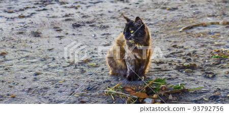A stray cat sits on a moist riverbed and stares to its right. 93792756