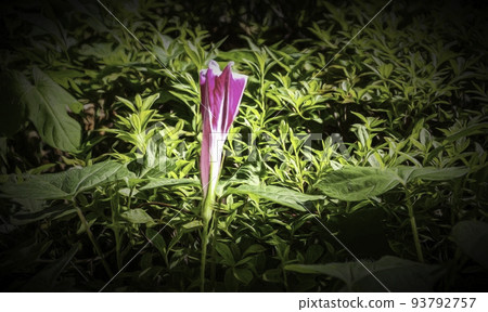 A purple and white flower, against the background of green leaves and plants. 93792757