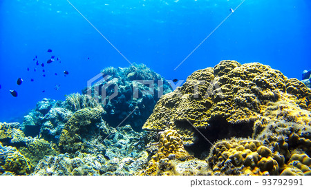 沖繩Akajima的Nishihama海灘水下攝影 93792991