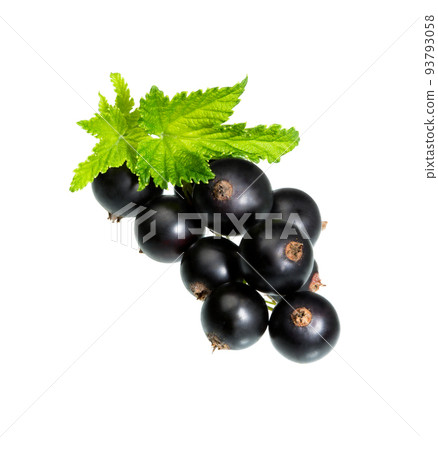 Black currant with leaves 93793058