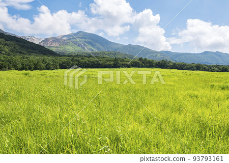 Kuju Tadewara Wetlands in summer with vivid green grasslands 93793161