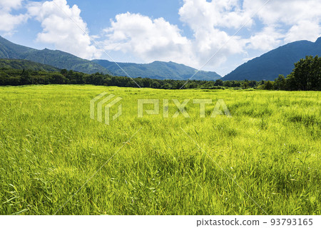 Kuju Tadewara Wetlands in summer with vivid green grasslands Kuju Tadewara Wetlands in summer with vivid green grasslands 93793165