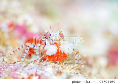 Supporting the raising of king crabs Supporting the raising of king crabs 93793369
