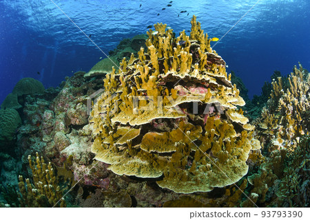 Impressively shoot coral Impressively shoot coral 93793390