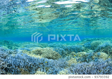 Coral and anti-mirror surface 93793392