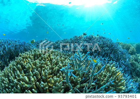 Sea with coral and light Sea with coral and light 93793401