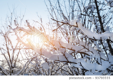 Scenic close-up abstract view of snowcapped tree twigs in home backyard ornamental garden backlit through warm sun lights blue sky background. Coldsunset sunrise landscape. winter season weather Scenic close-up abstract view of snowcapped tree twigs in home backyard ornamental garden backlit through warm sun lights blue sky background. Coldsunset sunrise landscape. winter season weather 93793555