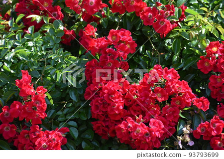 Rose flowers blooming in early summer Rose flowers blooming in early summer 93793699