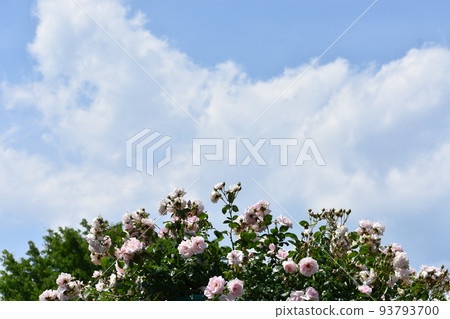 Rose flowers blooming in early summer Rose flowers blooming in early summer 93793700