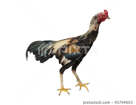 cock standing isolated on white with clipping path 93794603