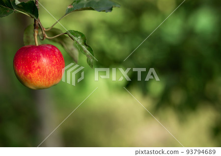 A red apple hangs on a tree with leaves. Agriculture, agronomy, industry 93794689