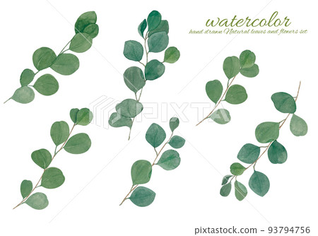 Eucalyptus populus round leafy branch foliage 93794756