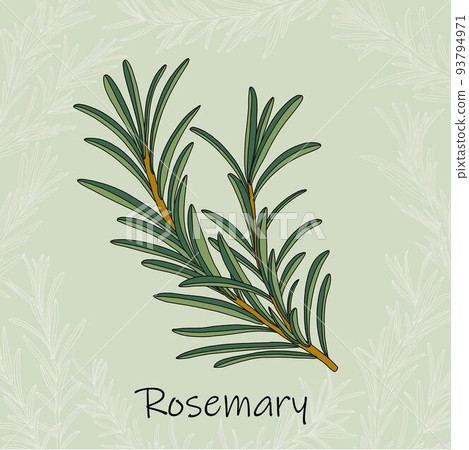 Doodle freehand sketch drawing of rosemary. Doodle freehand sketch drawing of rosemary. 93794971