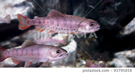 Yamame（山目魚），也被稱為山澗女王 93795858