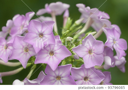 Paniculate phlox (garden phlox) in bloom, close up shot 93796085