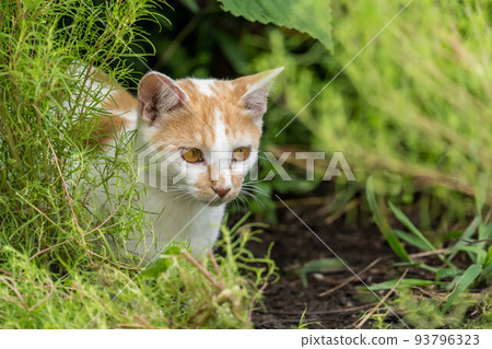 Kitten "Minilla"'s Day ~Ambush~ Kitten "Minilla"'s Day ~Ambush~ 93796323