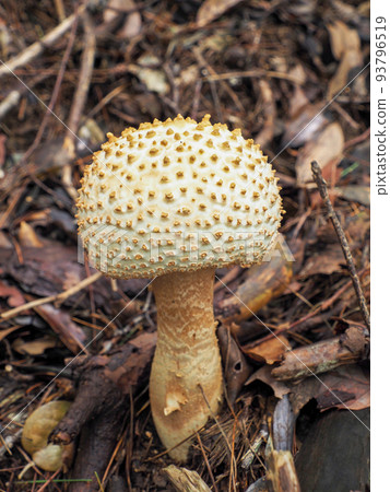 Scenery with shiroonitake (mushroom) Scenery with shiroonitake (mushroom) 93796519